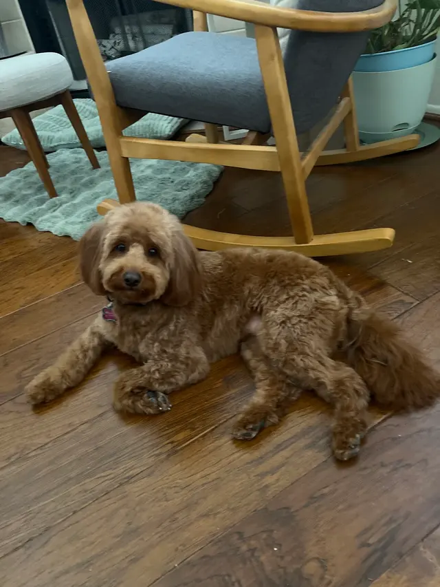Woof Gang Bakery & Grooming Catalina Foothills — customer photo 9