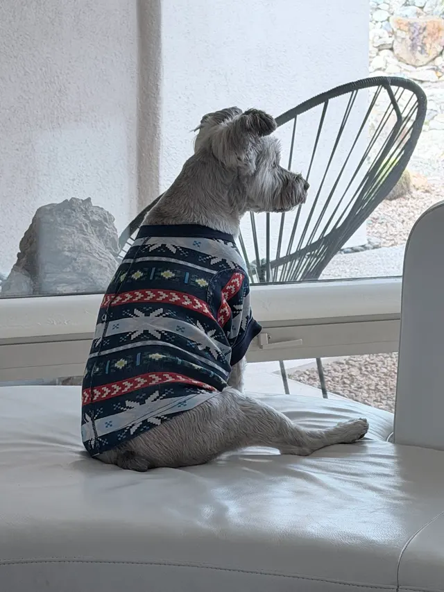 Woof Gang Bakery & Grooming Catalina Foothills — customer photo 12