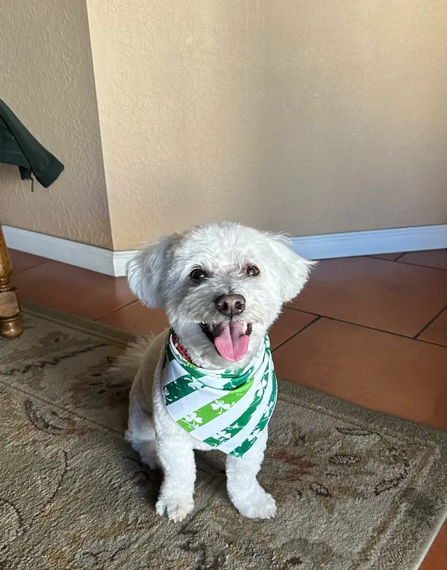 Woof Gang Bakery & Grooming Catalina Foothills — customer photo 2