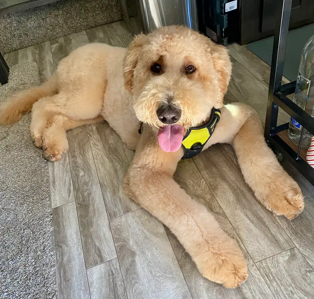 Prickly Pup — customer photo 3