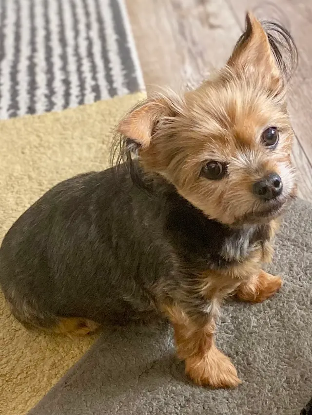 Prickly Pup — customer photo 5