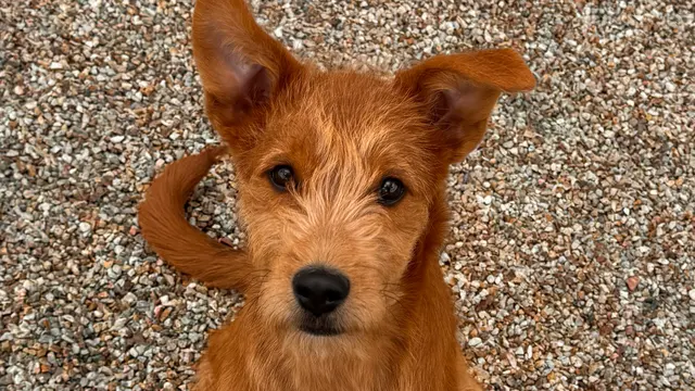 Prickly Pup — photo from the business 6