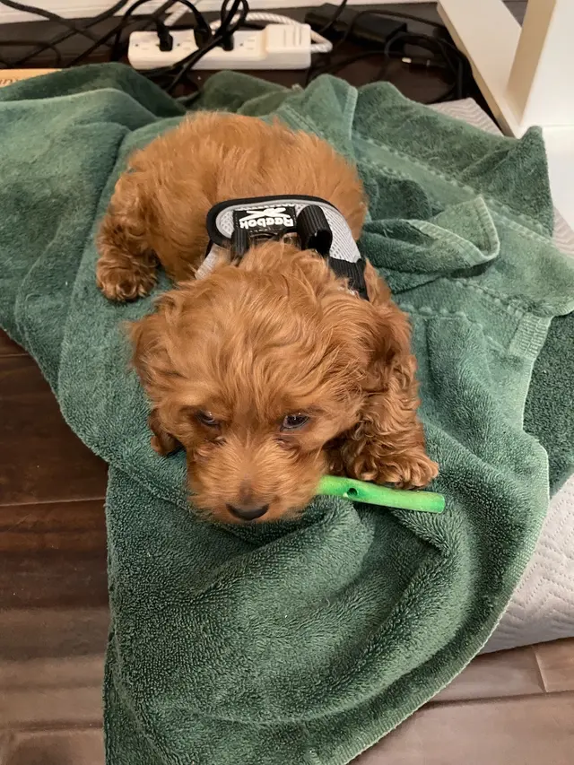 Prickly Pup — customer photo 4