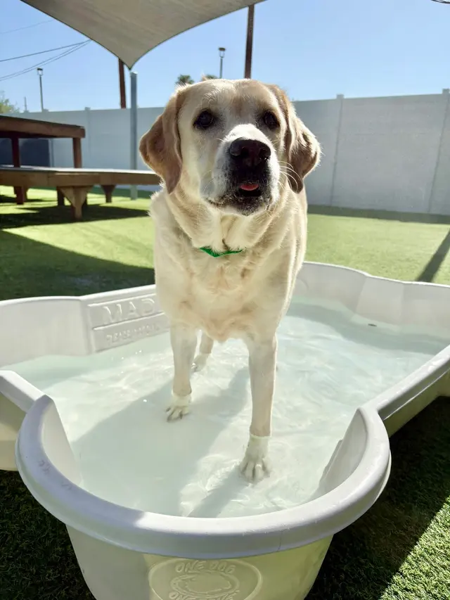 Paw Commons Pet Resort & Training Center - Tucson — photo from the business 7