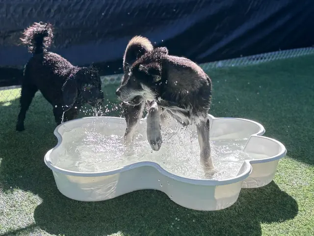 Paw Commons Pet Resort & Training Center - Tucson — photo from the business 9