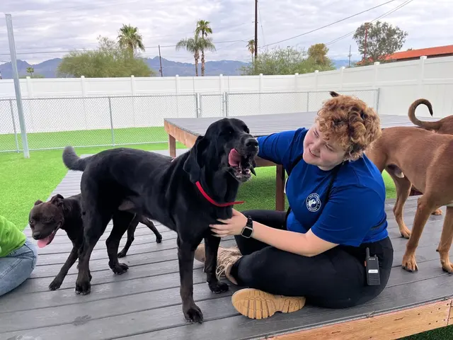 Paw Commons Pet Resort & Training Center - Tucson — photo from the business 3