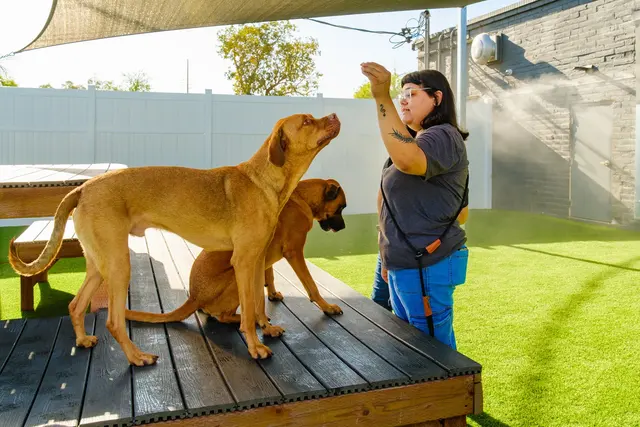 Paw Commons Pet Resort & Training Center - Tucson — photo from the business 5