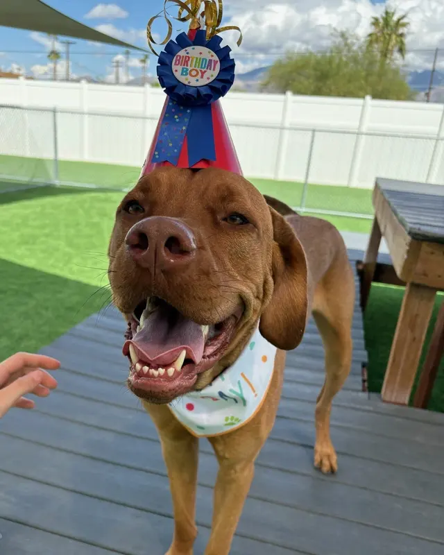 Paw Commons Pet Resort & Training Center - Tucson — photo from the business 8