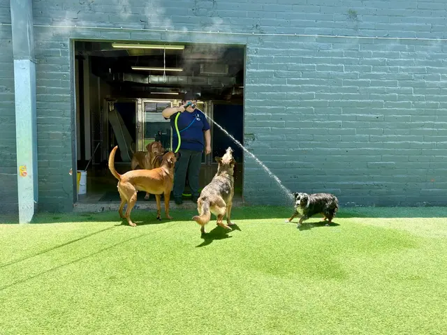 Paw Commons Pet Resort & Training Center - Tucson — photo from the business 4