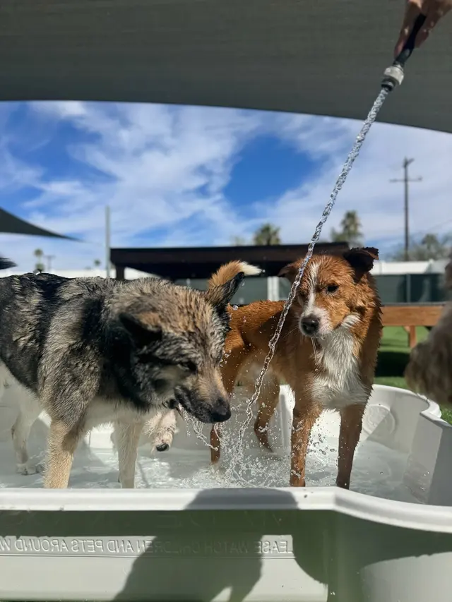 Paw Commons Pet Resort & Training Center - Tucson — photo from the business 2