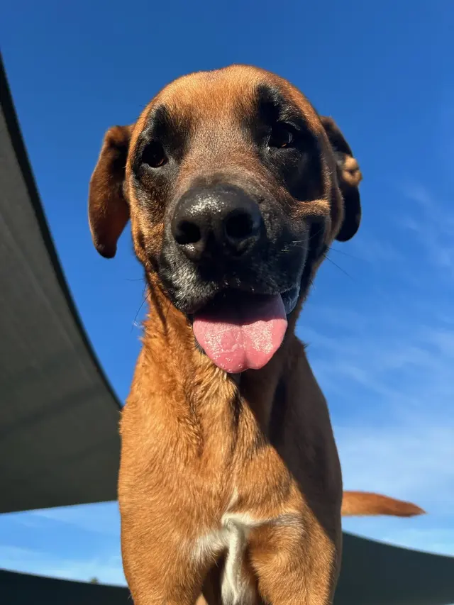 Paw Commons Pet Resort & Training Center - Tucson — photo from the business 11