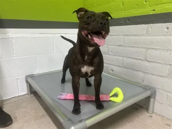 Paw Commons Pet Resort & Training Center - Tucson — photo from the business 10
