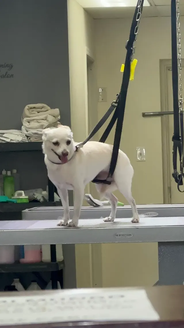 Pet Grooming Mi Mundo — customer photo 6