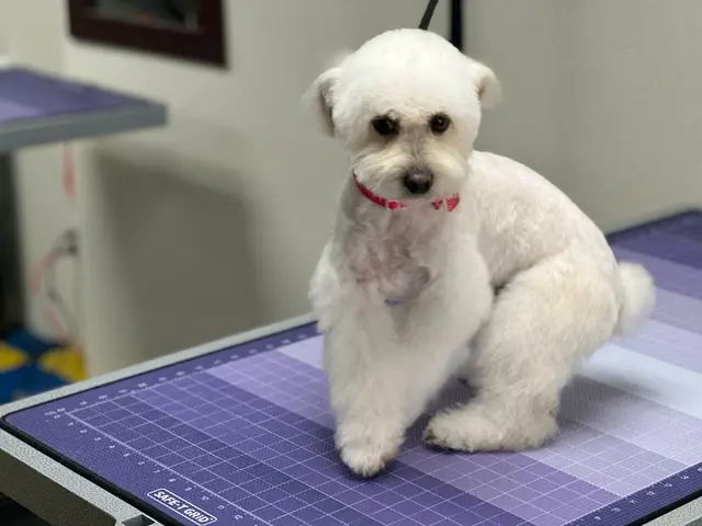 Pet Grooming Mi Mundo — customer photo 4