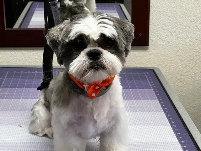 Pet Grooming Mi Mundo — photo from the business 10