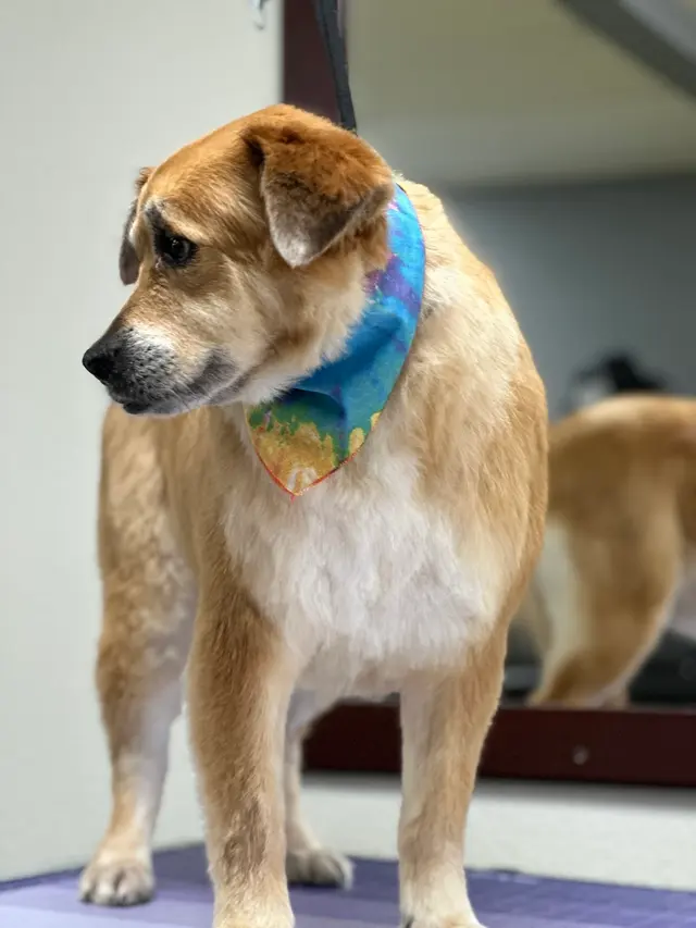 Pet Grooming Mi Mundo — photo from the business 7