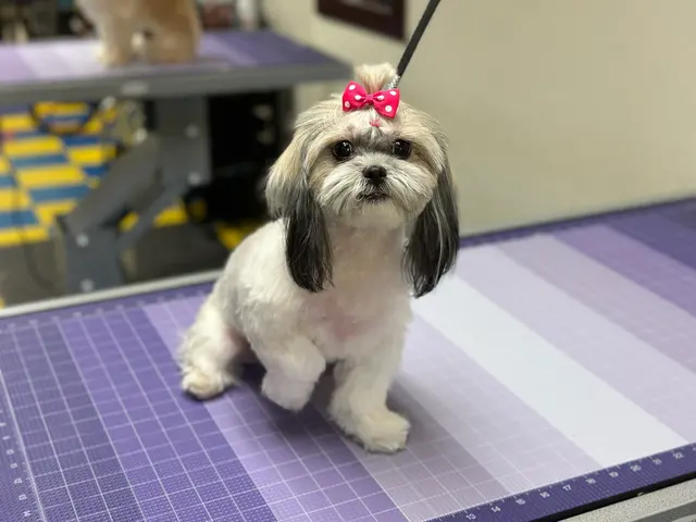 Pet Grooming Mi Mundo — photo from the business 2