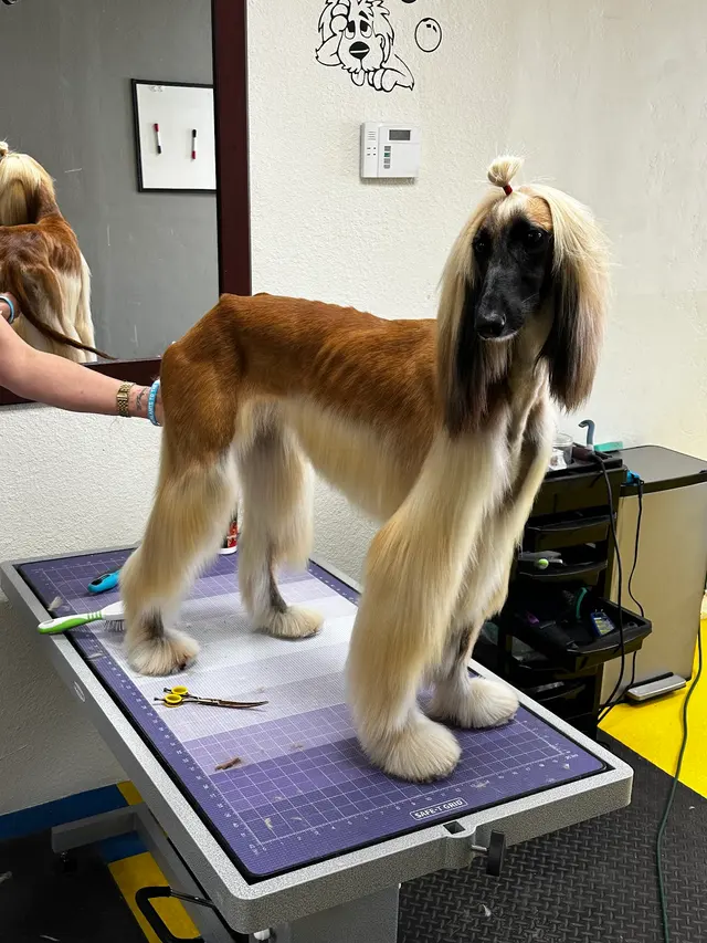 Pet Grooming Mi Mundo — photo from the business 11