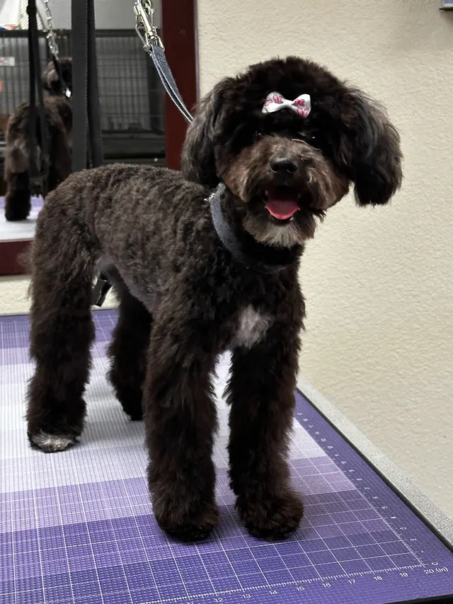 Pet Grooming Mi Mundo — photo from the business 3