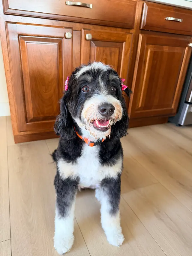Customer photo of work by Pet Grooming Mi Mundo, from Jocelyn Wood's review