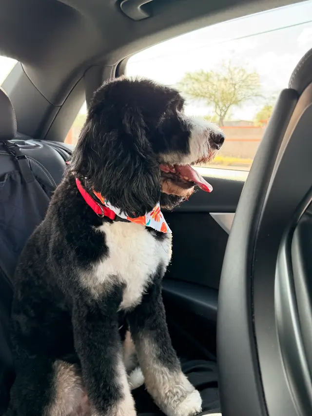 Pet Grooming Mi Mundo — customer photo 5