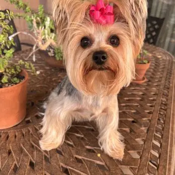 Jackie's K9 Korral Pet Salon — customer photo 2