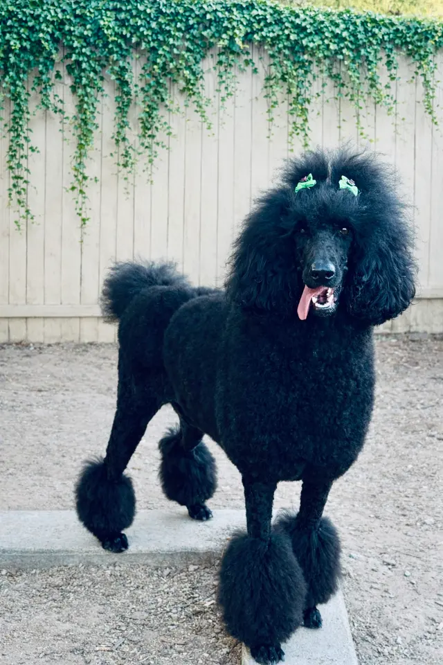 Jackie's K9 Korral Pet Salon — customer photo 9