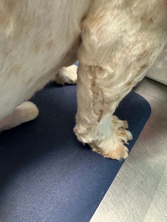 Jackie's K9 Korral Pet Salon — customer photo 10