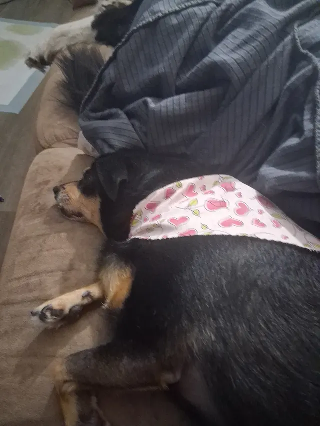Jackie's K9 Korral Pet Salon — customer photo 12