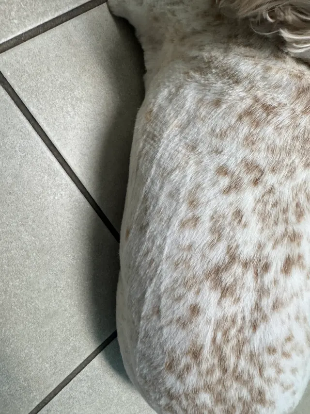 Jackie's K9 Korral Pet Salon — customer photo 11