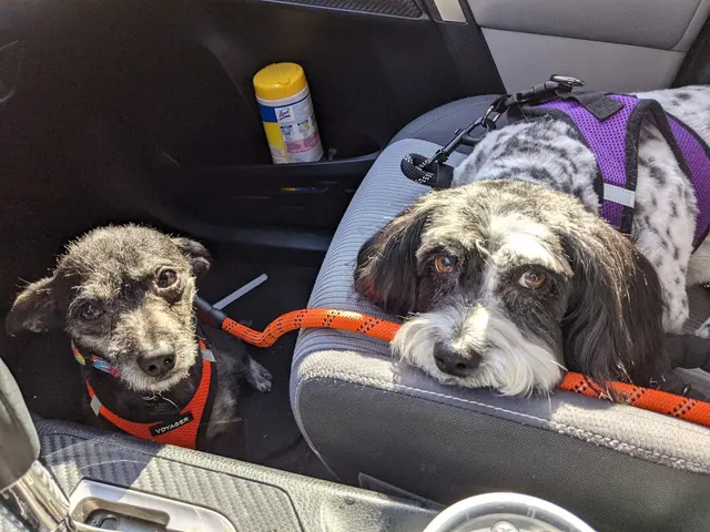 Jackie's K9 Korral Pet Salon — customer photo 5