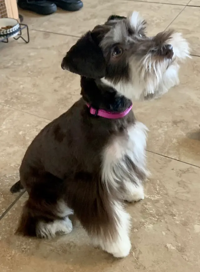 Jackie's K9 Korral Pet Salon — customer photo 4