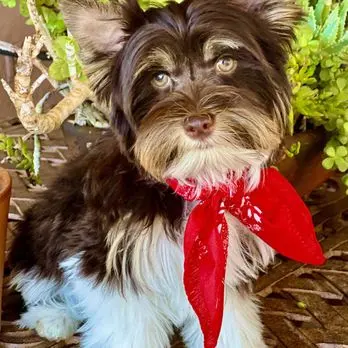 Jackie's K9 Korral Pet Salon — customer photo 6