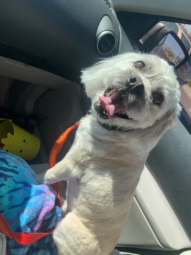 Jackie's K9 Korral Pet Salon — customer photo 7