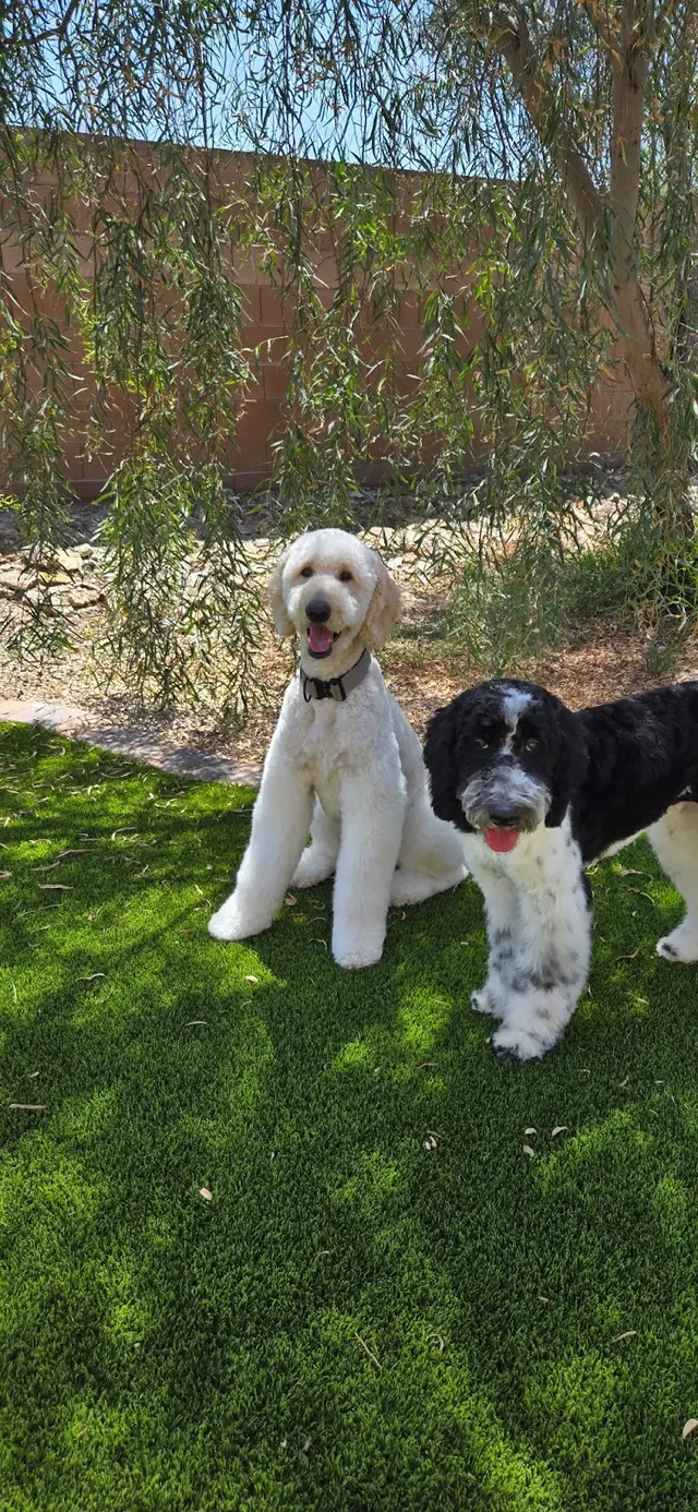 Fido’s Playhouse — photo from the business 9