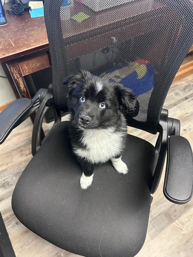 Fido’s Playhouse — photo from the business 7