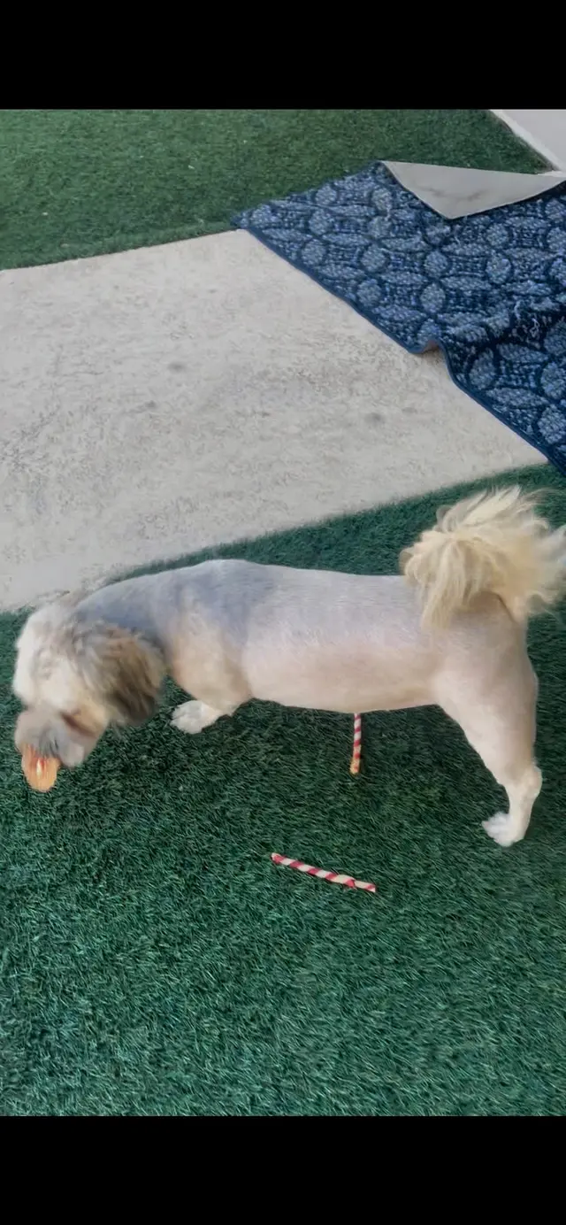 Fido’s Playhouse — customer photo 11
