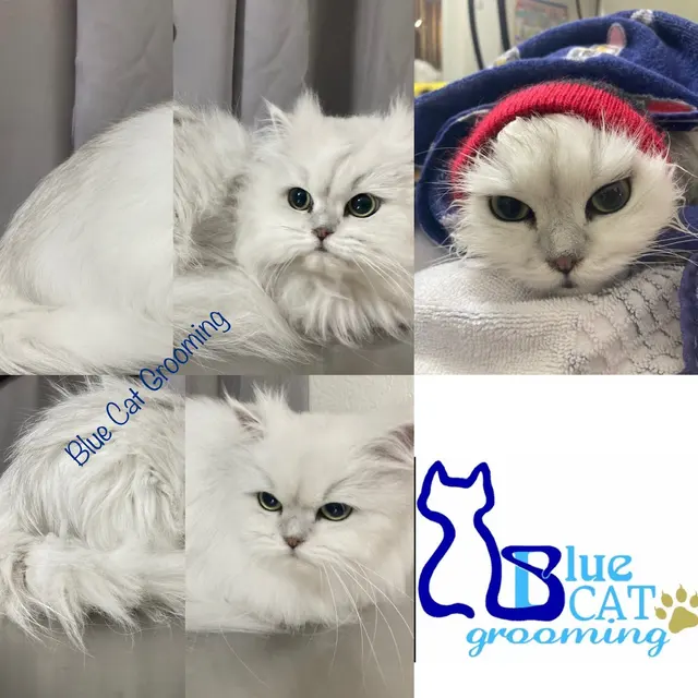Blue Cat Grooming LLC — photo from the business 10