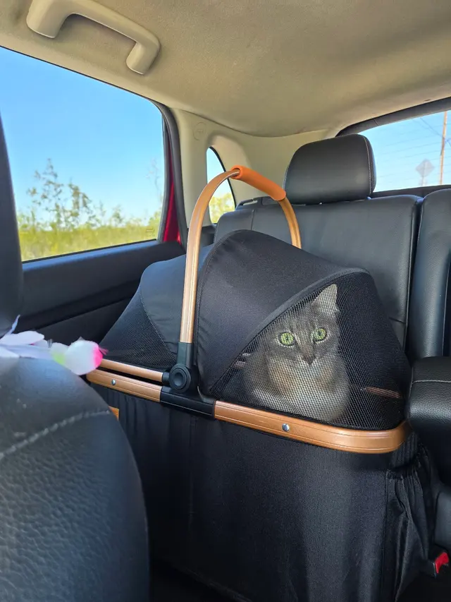 Customer photo of work by Blue Cat Grooming LLC, from Jisselle Anne's review