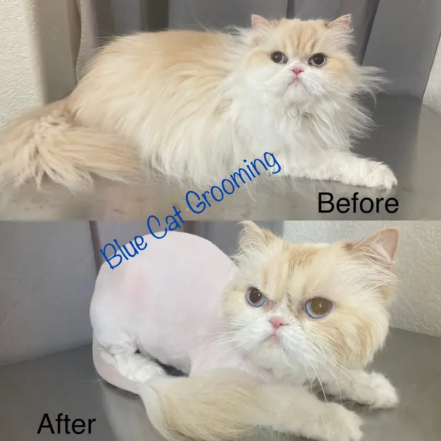 Blue Cat Grooming LLC — photo from the business 12