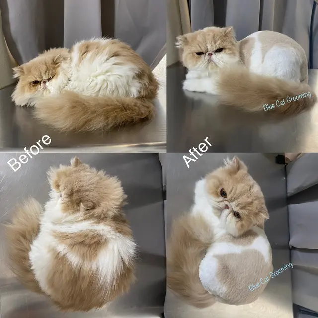 Blue Cat Grooming LLC — customer photo 1