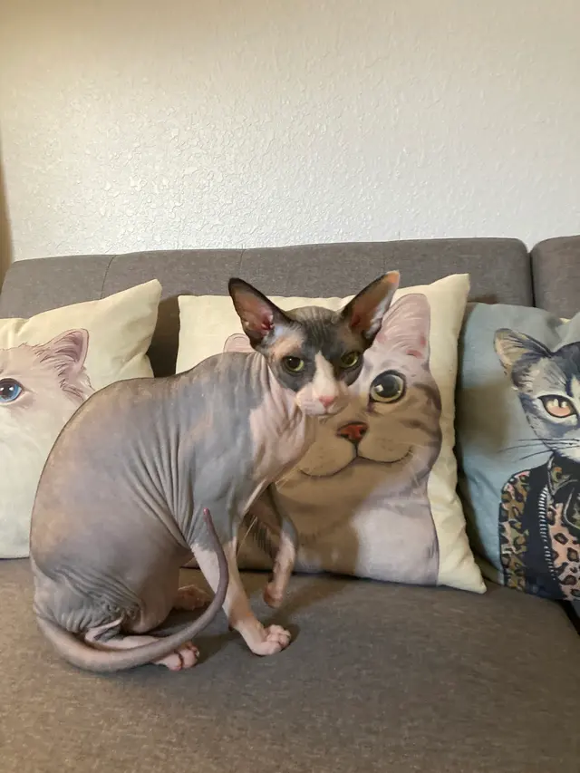 Blue Cat Grooming LLC — photo from the business 6