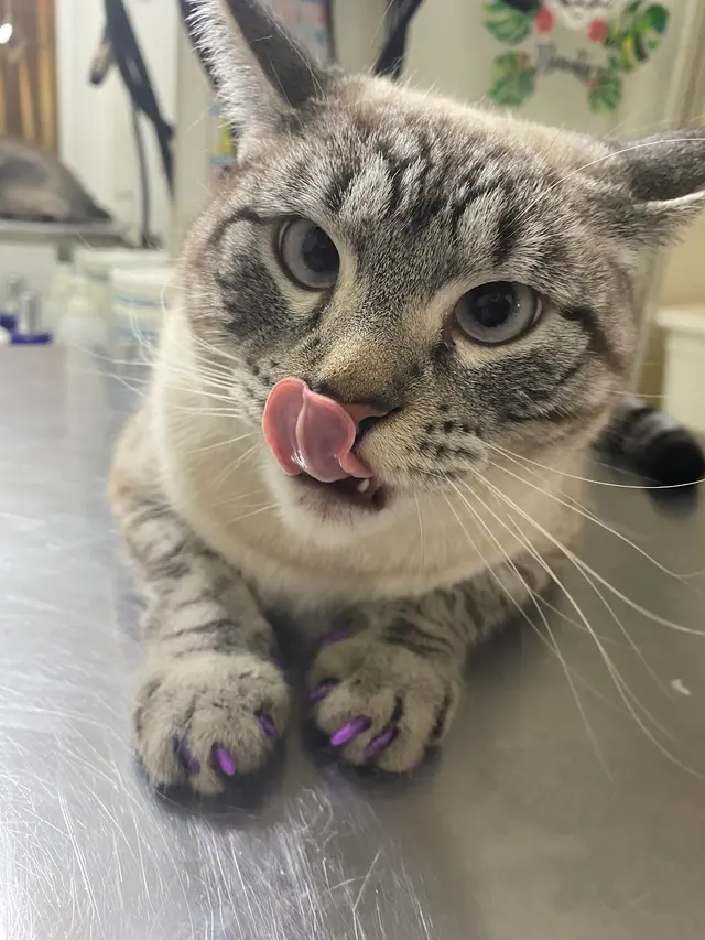 Blue Cat Grooming LLC — photo from the business 5