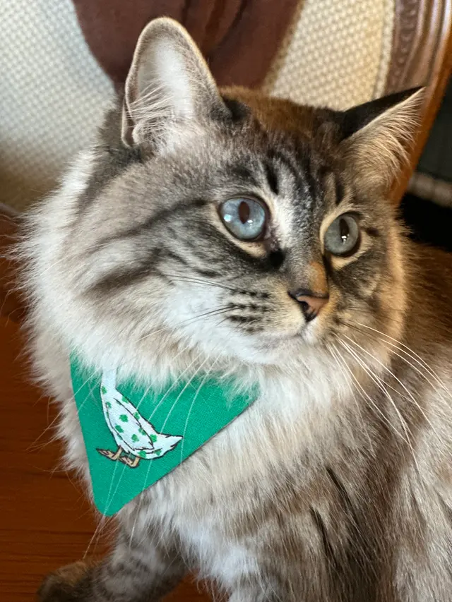 Blue Cat Grooming LLC — customer photo 7
