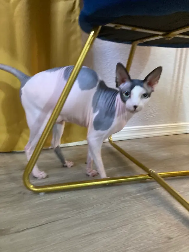 Blue Cat Grooming LLC — photo from the business 8