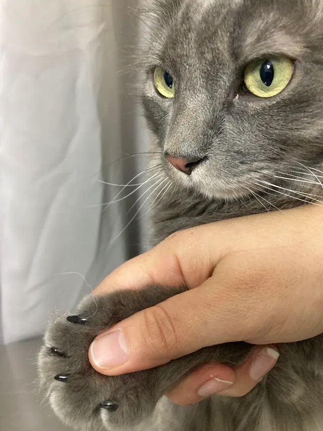 Blue Cat Grooming LLC — photo from the business 4