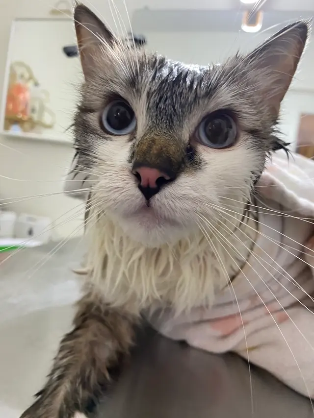 Blue Cat Grooming LLC — photo from the business 2