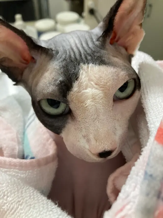 Blue Cat Grooming LLC — photo from the business 11