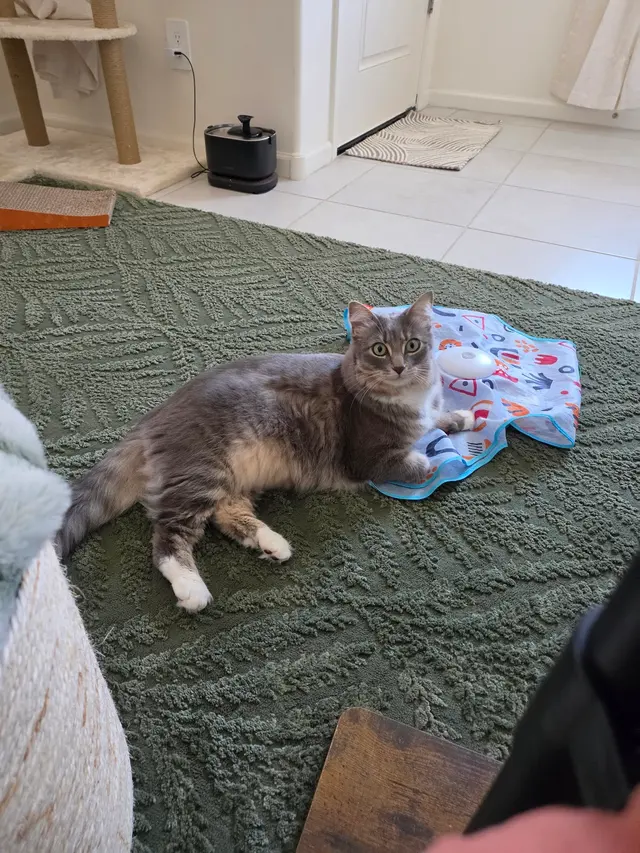 Blue Cat Grooming LLC — customer photo 3