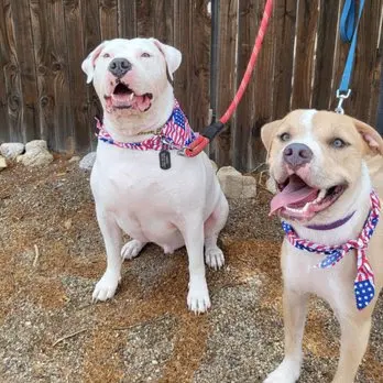 Canine Territory — customer photo 10